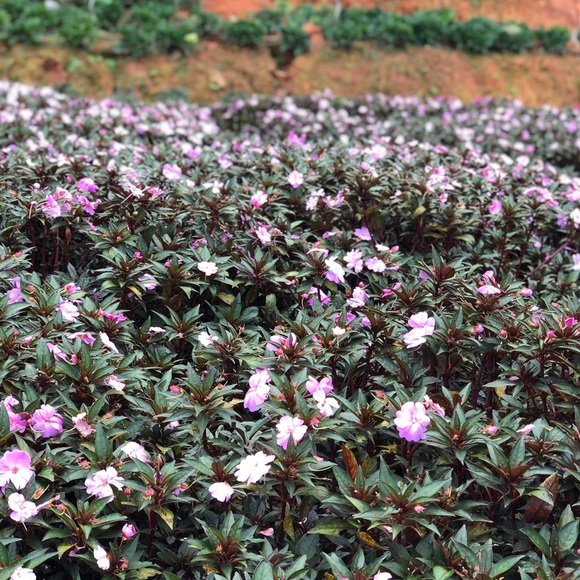 Meet your Posher, Carol - Picture 1 of 1